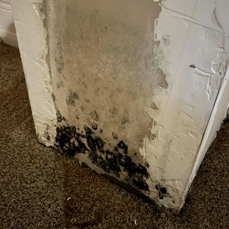 Professional Mold Removal in Mountain Top, PA